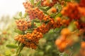 Pyracantha berries