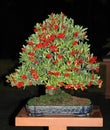 Pyracantha bonsai with fruits Royalty Free Stock Photo