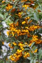 Pyracantha branch with orange berry-like pomes