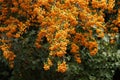 Pyracantha branches with bright orange ripe berries