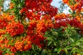 Pyracantha branches with bright orange ripe berries. Beautiful nature background