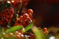 Pyracantha with bright orange berries in the sunlight Royalty Free Stock Photo