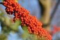 Pyracantha with bright orange berries in the sunlight Royalty Free Stock Photo