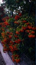 Pyracantha bush with a beatifull red fruits. Royalty Free Stock Photo