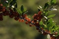 Pyracantha coccinea branch with berry-like pomes