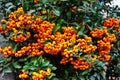 Firethorn Pyracantha coccinea berries in the fall season