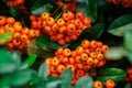 Pyracantha coccinea in garden, Firethorn berries in the fall season Royalty Free Stock Photo