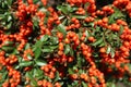 Pyracantha coccinea `Lowboy` showy reddish-orange berries Royalty Free Stock Photo
