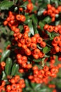 Pyracantha coccinea `Lowboy` showy reddish-orange berries Royalty Free Stock Photo