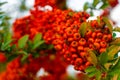 Pyracantha Coccinea - Navaho Royalty Free Stock Photo