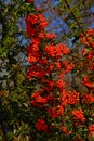 Pyracantha coccinea