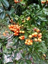 Pyracantha coccinea