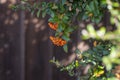 Pyracantha coccinea scarlet firethorn ornamental shrub, orange group of fruits hanging on autumnal shrub