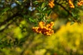 Pyracantha coccinea Soleil dOr decorative thorny shrub with many beautiful yellow fruits, golden colors