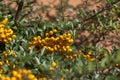 Pyracantha coccinea sunny star scarlet red firethorn ornamental shrub, orange group of fruits hanging on autumnal shrub