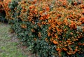Pyracantha  firethorn  attractive orange berries and utumn rain. Pyracantha coccinea orange glow firethorn is excellent evergree Royalty Free Stock Photo