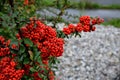 Pyracantha  firethorn  attractive orange berries and utumn rain. Pyracantha coccinea orange glow firethorn is excellent evergree Royalty Free Stock Photo