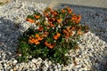 Pyracantha  firethorn  attractive orange berries and utumn rain. Pyracantha coccinea orange glow firethorn is excellent evergree Royalty Free Stock Photo