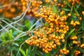 Pyracantha firethorn attractive yellow berries. Pyracantha coccinea orange glow firethorn is excellent evergreen hedge. Royalty Free Stock Photo
