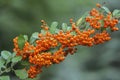 Pyracantha Firethorn berries Royalty Free Stock Photo