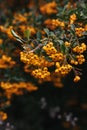 Pyracantha Firethorn branch with yellow berry-like pomes