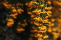 Pyracantha Firethorn branch with yellow berry-like pomes