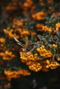 Pyracantha Firethorn branch with yellow berry-like pomes