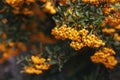 Pyracantha Firethorn branch with yellow berry-like pomes