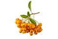 Pyracantha (firethorn) branch with yellow orange berries, leaves and stem in autumn isolated on white Royalty Free Stock Photo