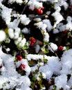 Red pyracantha berries are covered with snow in winter. Royalty Free Stock Photo