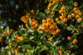 Pyracantha or firethorn Royalty Free Stock Photo