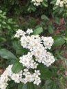 Pyracantha fortuneana Maxim. Li. Shooting in summer