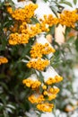 Firethorn Pyracantha coccinea Soleil dâOr yellow berries in the snow Royalty Free Stock Photo