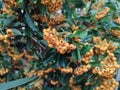 Pyracantha 'Golden Glow' Royalty Free Stock Photo