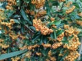 Pyracantha 'Golden Glow' Royalty Free Stock Photo