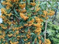 Pyracantha 'Golden Glow' Royalty Free Stock Photo