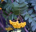 Pyracantha from Greek pyr `fire` and akanthos `thorn`, hence firethorn