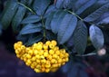 Pyracantha from Greek pyr `fire` and akanthos `thorn`, hence firethorn