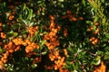 Pyracantha orange berries with green leaves in autumn Royalty Free Stock Photo