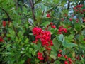 Pyracantha `Saphyr Red` Royalty Free Stock Photo