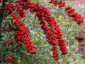 Pyracantha Saphyr Red Royalty Free Stock Photo