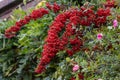 Pyracantha Saphyr Red Royalty Free Stock Photo