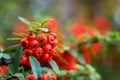 Pyracantha thorny evergreen shrub with bright red berries in the autumn park