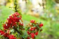 Pyracantha thorny evergreen shrub with bright red berries in the autumn park