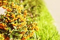 Pyracantha thorny evergreen shrub with bright yellow berries