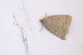 Pyralidae moth Royalty Free Stock Photo