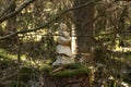 Pyramid built of stones stands in a forest on a stump