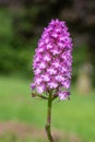 Pyramid orchid anacamptis pyramidalis flower Royalty Free Stock Photo