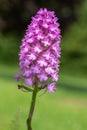 Pyramid orchid anacamptis pyramidalis flower Royalty Free Stock Photo