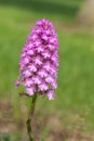 Pyramid orchid anacamptis pyramidalis flower Royalty Free Stock Photo